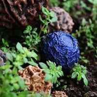 Expensive Rudraksha Seeds blog banner image