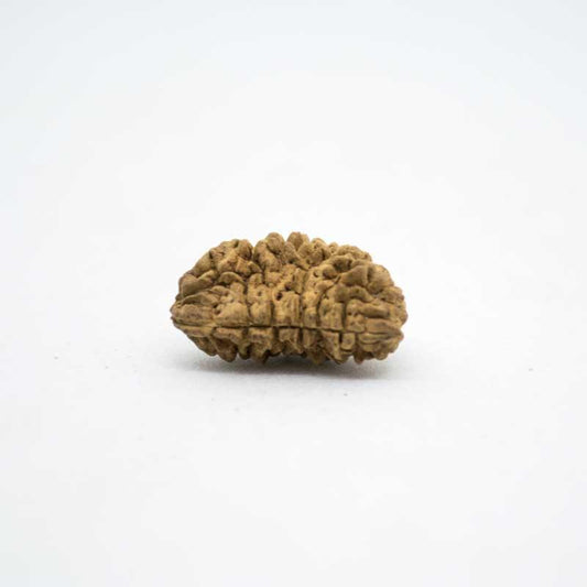 Ek Mukhi Rudraksha Price in India