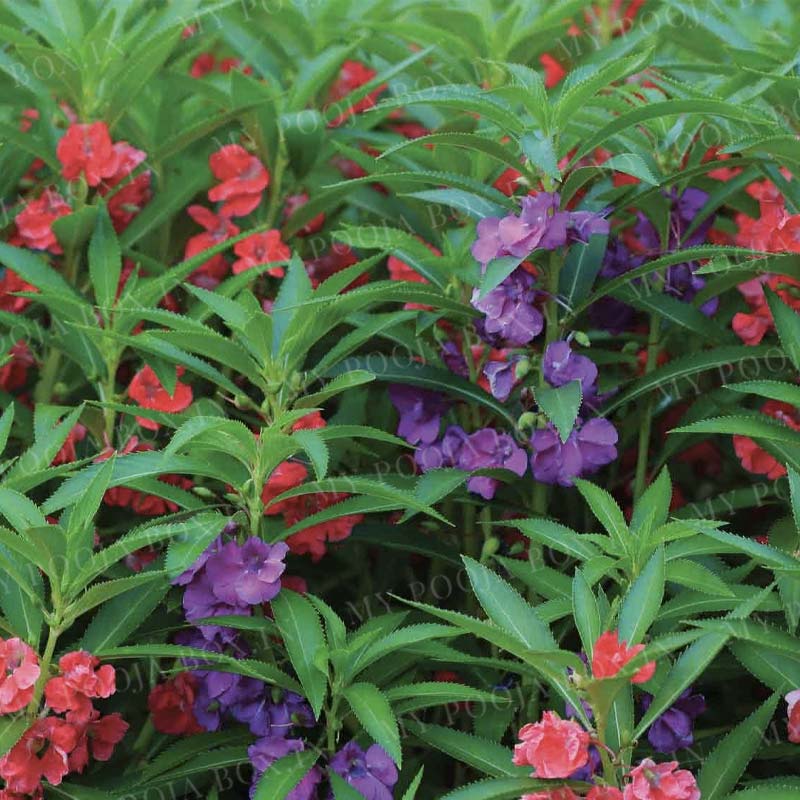 Balsam Double Mix Seeds