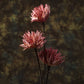 Home Decor Floral Dried Stick