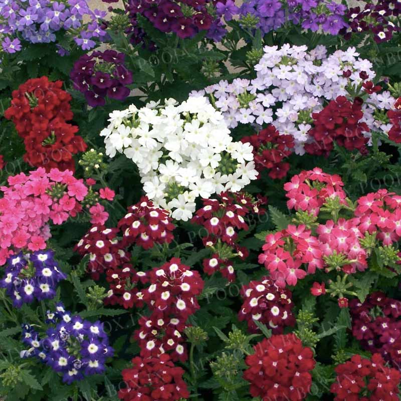 Verbena Special Mix Seeds