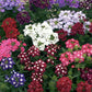 Verbena Special Mix Seeds