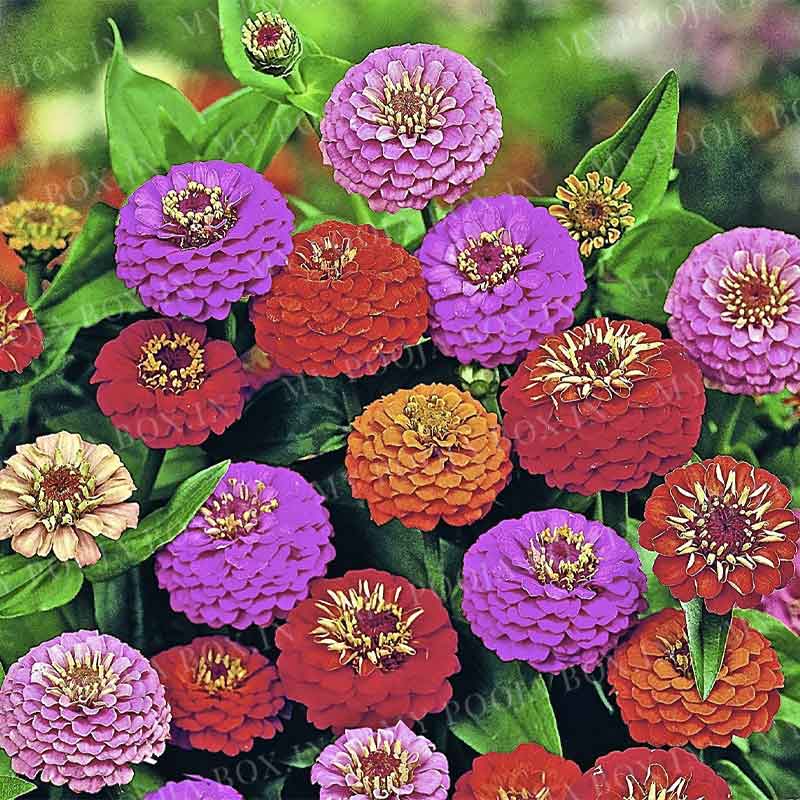 Zinnia Lilliput Mix Seeds