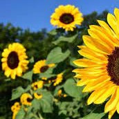 Sunflower Seeds